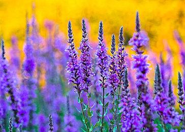 《合金装备3：重制版》新视频 和平行者作战服展示